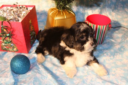 havanese-puppies